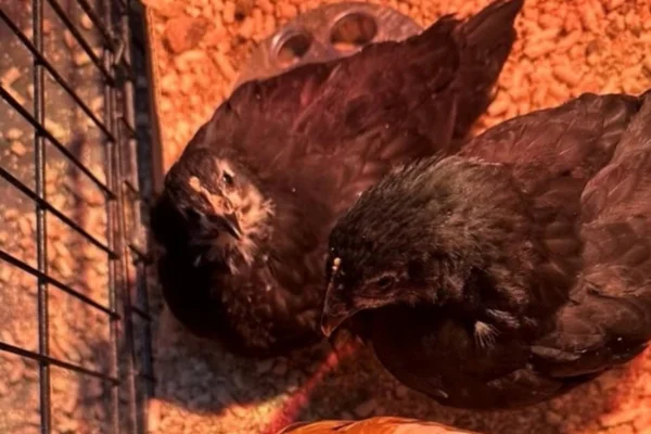 Vacinação para prevenir a salmonelose em aves 2vettop% salmonelose em aves