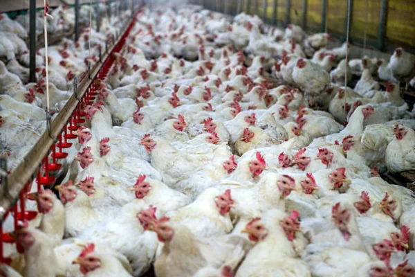 Vacinação para prevenir a salmonelose em aves 1vettop% salmonelose em aves