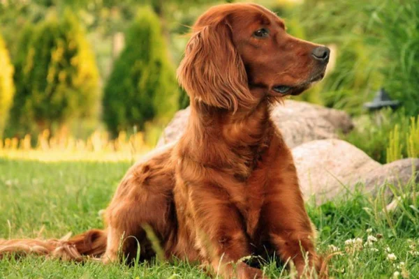 Setter Irlandês 15vettop% Setter Irlandês