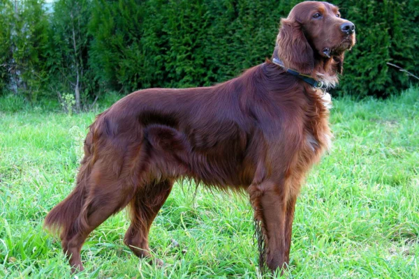 Setter Irlandês 2vettop% Setter Irlandês