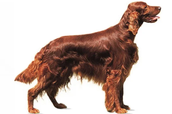 Setter Irlandês 1vettop% Setter Irlandês
