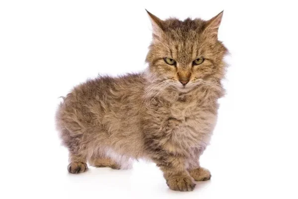 Skookum 1vettop% skookum