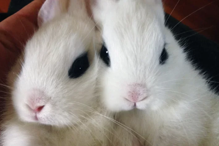 Coelho Hotot 1vettop% Coelho Hotot