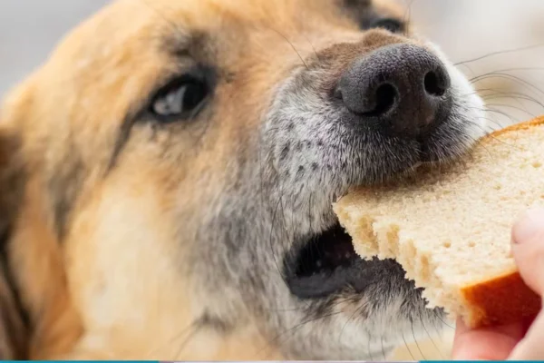 Cachorro pode comer pão? 2vettop% Cachorro pode comer pão?