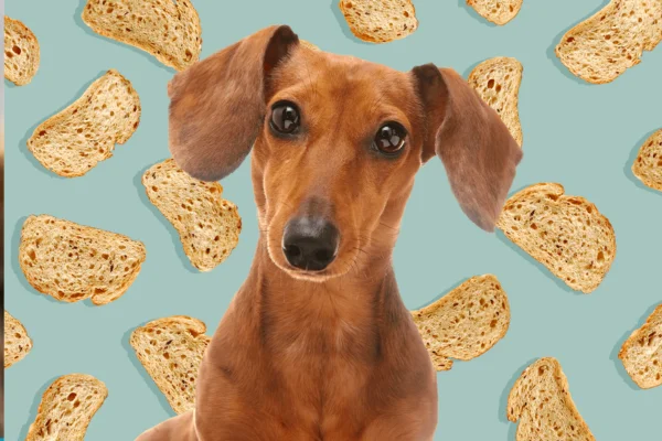 Cachorro pode comer pão? 1vettop% Cachorro pode comer pão?