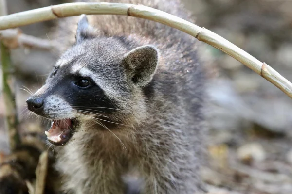 A Raiva em Guaxinins 1vettop% A Raiva em Guaxinins