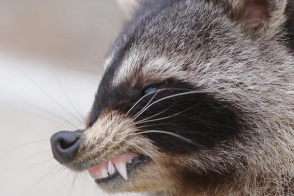 A Raiva em Guaxinins 2vettop% A Raiva em Guaxinins