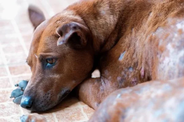 A Sarna Demodécica em Cães 2vettop% sarna demodécica