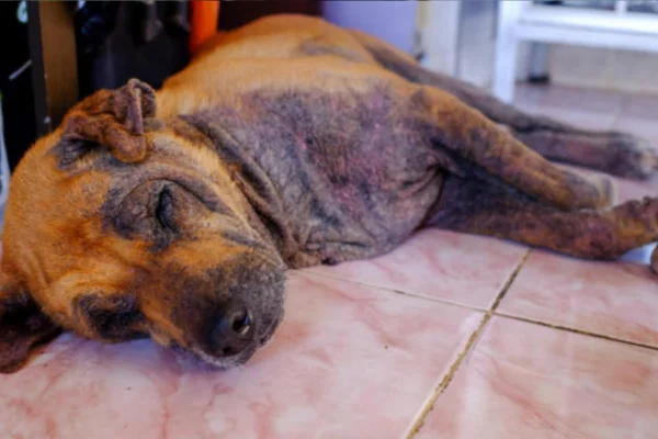 A Sarna Demodécica em Cães 1vettop% sarna demodécica
