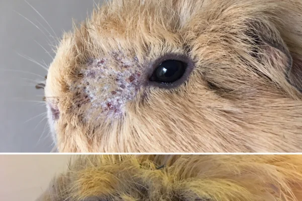 Ácaros em Porquinhos da Índia 2vettop% Ácaros em Porquinhos da Índia