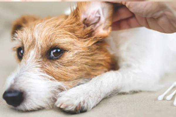 Ácaros em cachorros 2vettop% Ácaros em cachorros