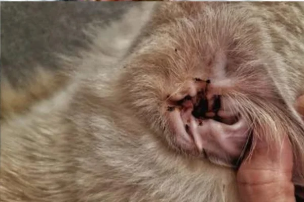 Ácaros em gatos 2vettop% Ácaros em gatos