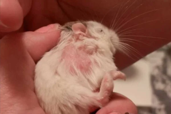 Ácaros em hamsters 1vettop% Ácaros em Hamsters