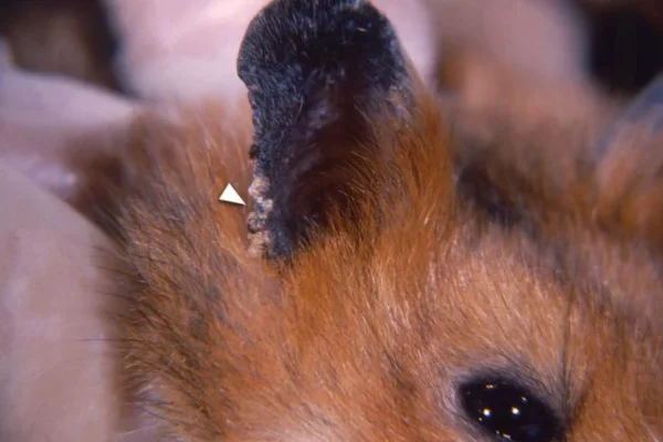 Ácaros em hamsters 2vettop% Ácaros em Hamsters