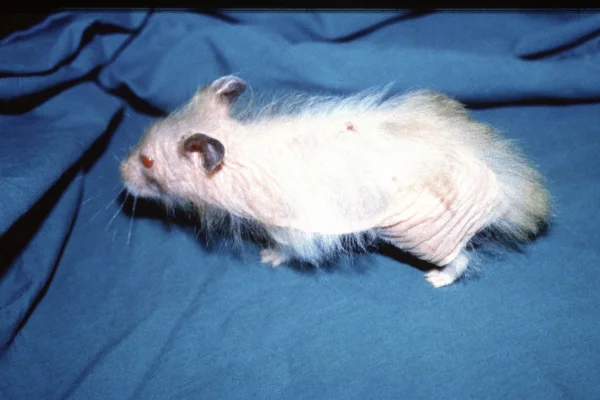 Ácaros em hamsters 3vettop% Ácaros em hamsters