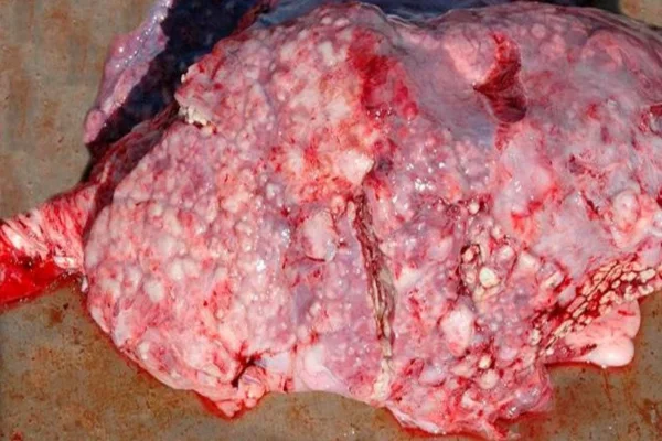 Actinobacilose Pleuropneumônica (APP) 2vettop% Actinobacilose Pleuropneumônica