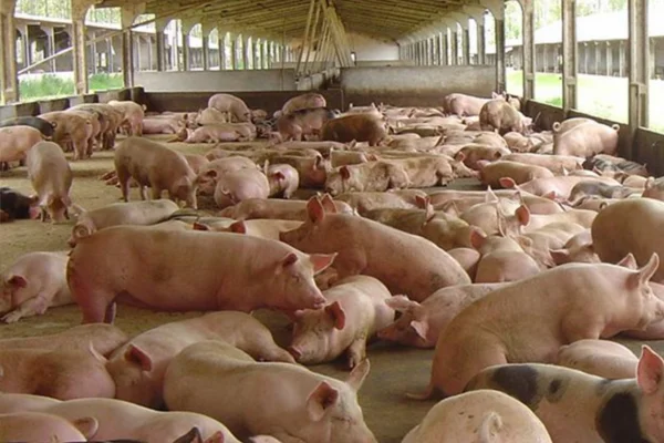 Aflatoxicose 2vettop% Aflatoxicose