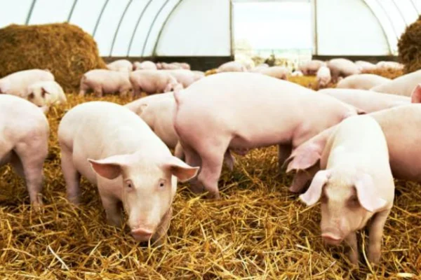 Aflatoxicose 1vettop% Aflatoxicose