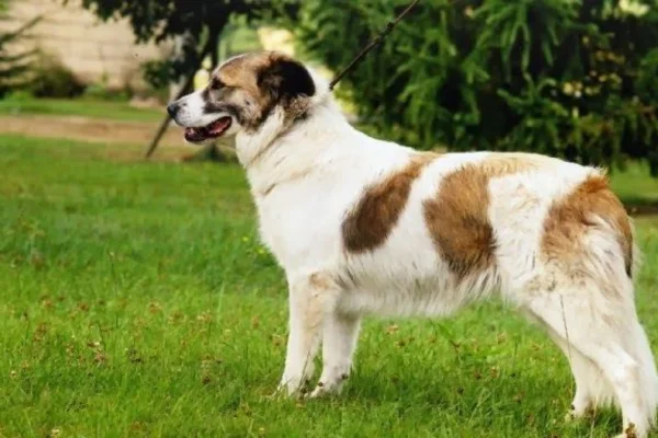 Aidi ou cão das montanhas do Atlas 2vettop% clica em solicitar direitos de adm