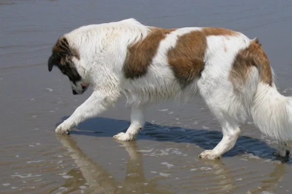 Aidi ou cão das montanhas do Atlas 1vettop% Aidi ou cão das montanhas do Atlas