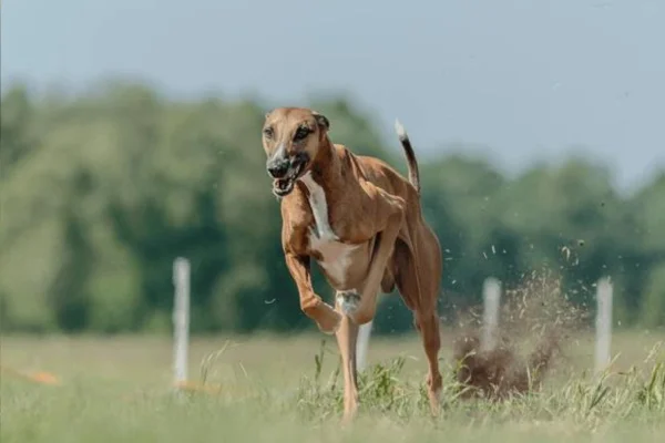 Azawakh 1vettop% Azawakh - Vettop Vida Animal
