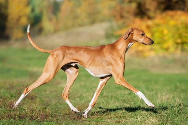 Azawakh 2vettop% Azawakh - Vettop Vida Animal