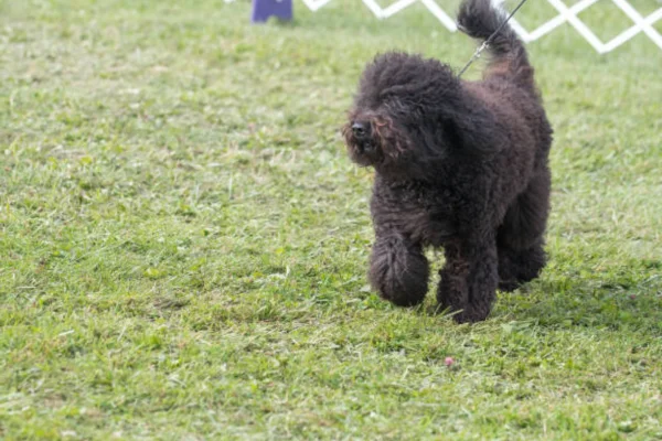 Barbet 2vettop% Barbet