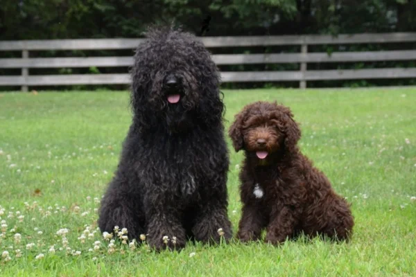 Barbet 1vettop% Barbet