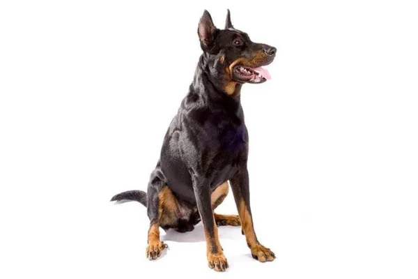 Beauceron 1vettop% Beauceron