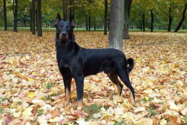 Beauceron 2vettop% Beauceron