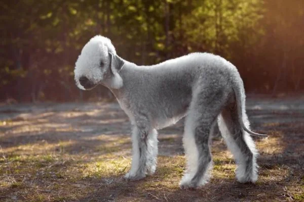 Bedlington Terrier 2vettop% Bedlington Terrier