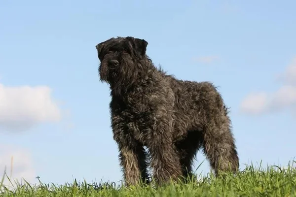 Boiadeiro de Flandres 2vettop% Boiadeiro de flandres
