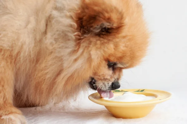 Cachorro pode comer iogurte? 1vettop% Cachorro pode comer iogurte?