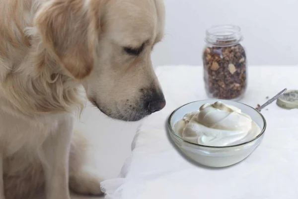 Cachorro pode comer iogurte? 2vettop% Cachorro pode comer iogurte?
