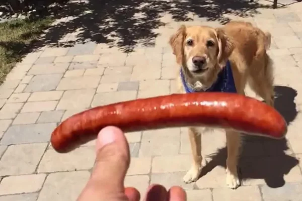 Cachorro pode comer linguiça? 2vettop% Cachorro pode comer linguiça?