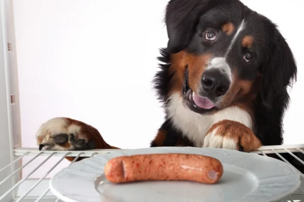 Cachorro pode comer linguiça? 1vettop% Cachorro pode comer linguiça?