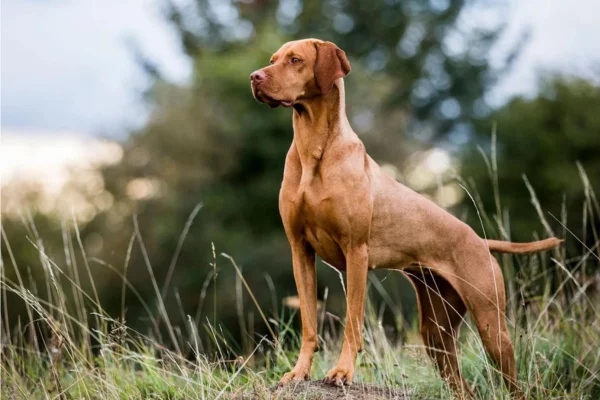 Cachorros Vizsla ou braco-húngaro 2vettop% Vizsla