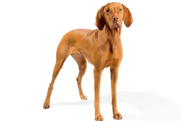 Cachorros Vizsla ou braco-húngaro 1vettop% Vizsla