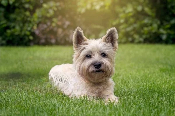 Cairn terrier 2vettop% Cairn terrier