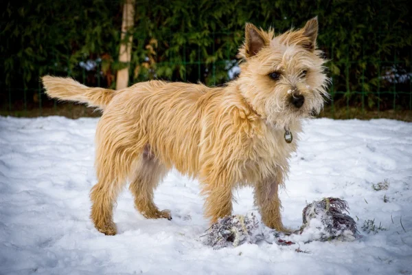Cairn terrier 1vettop% Cairn terrier