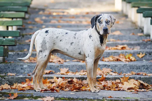 Catahoula Cur 2vettop% Catahoula Cur