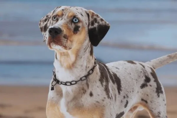 Catahoula Cur 1vettop% Catahoula Cur