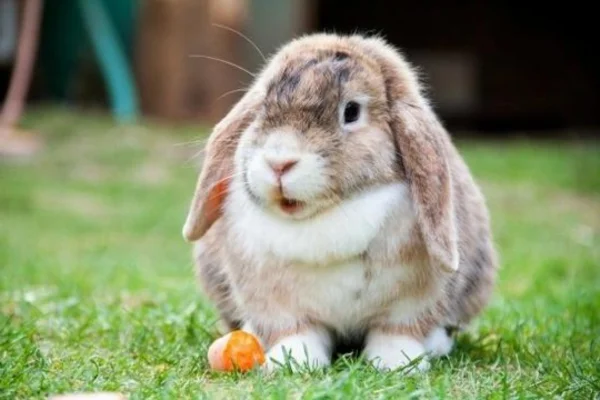 Coelhos Belier 2vettop% Coelhos Belier