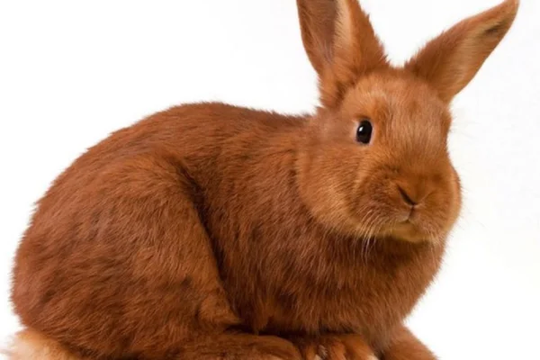 Coelhos Thrianta 2vettop% Coelhos Thrianta