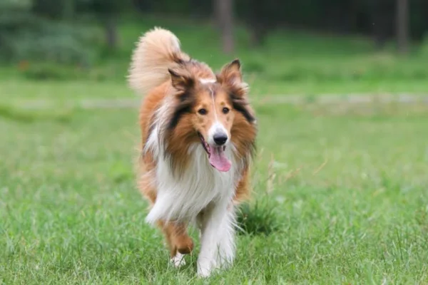 Collie de Pelo Longo 2vettop% Collie de pelo longo