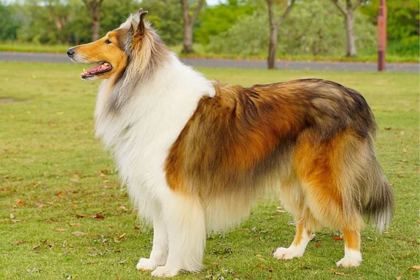 Collie de Pelo Longo 1vettop% Collie de pelo longo