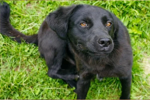 Como Eliminar os Ovos de Pulga em Cães 2vettop% Como Eliminar os Ovos de Pulga em Cães