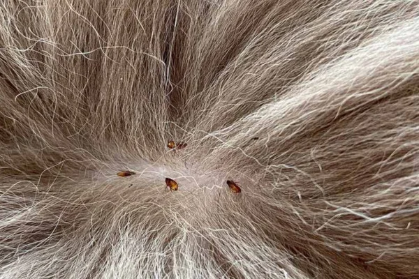 Como Eliminar os Ovos de Pulga em Cães 1vettop% Como Eliminar os Ovos de Pulga em Cães