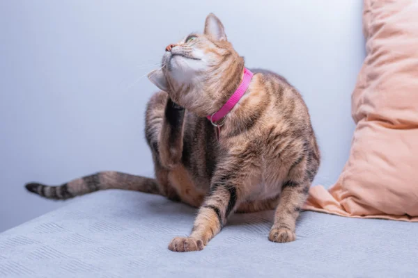 Como os Gatos Pegam Pulgas Mesmo Sem Sair de Casa 2vettop% Como os Gatos Pegam Pulgas Mesmo Sem Sair de CasaQuando pensamos em pulgas, é comum associá-las a ambientes externos, como gramados, parques ou áreas com grande presença de animais. No entanto, muitos...