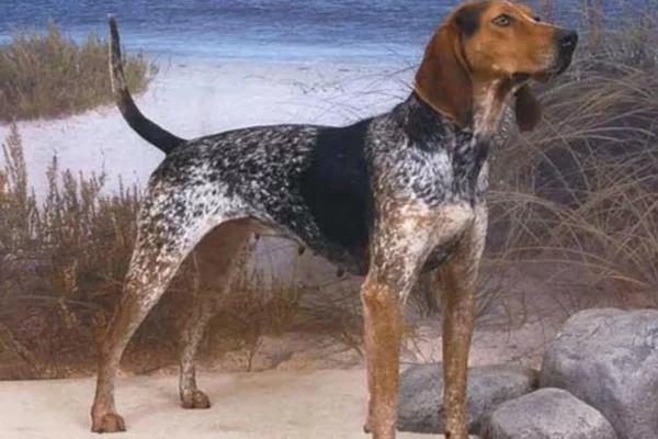 Coonhound Inglês 1vettop% Coonhound inglês